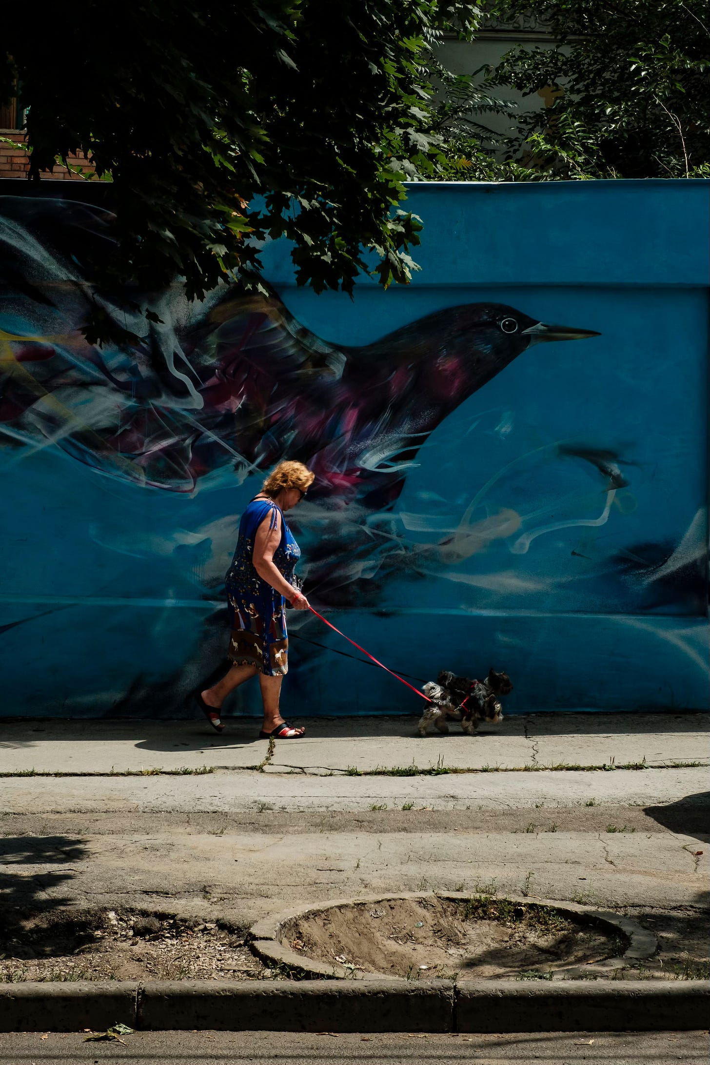 a woman walks her dogs in front of a painting of a bird on a blue wall in Chisinau, Moldova