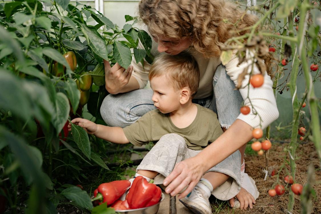 Free Mother And Son Picking Ripe Red Bell Peppers Stock Photo