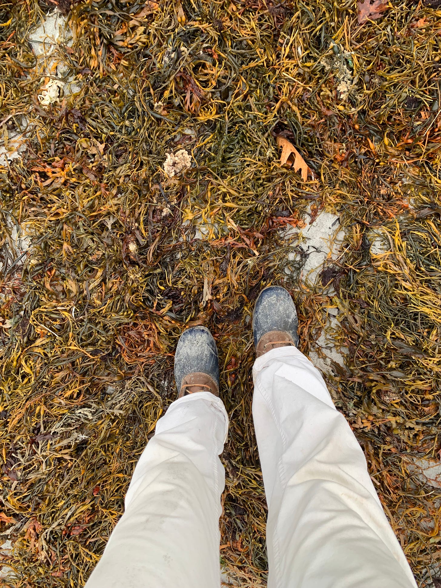 A POV shot standing in a patch of seaweed washed up onto shore, it is all greens and yellows, and the person taking the photo is wearing white pants with rubber boots.