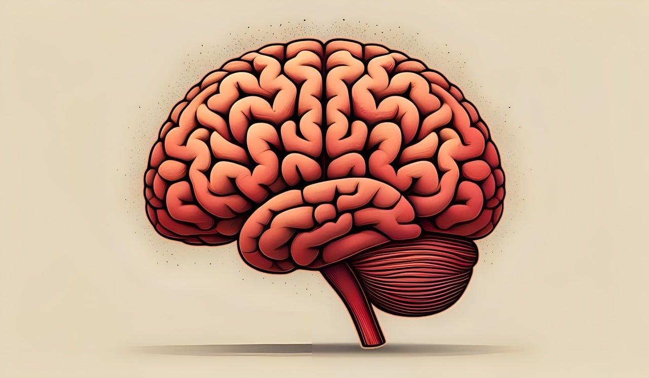 Free brain human biology illustration