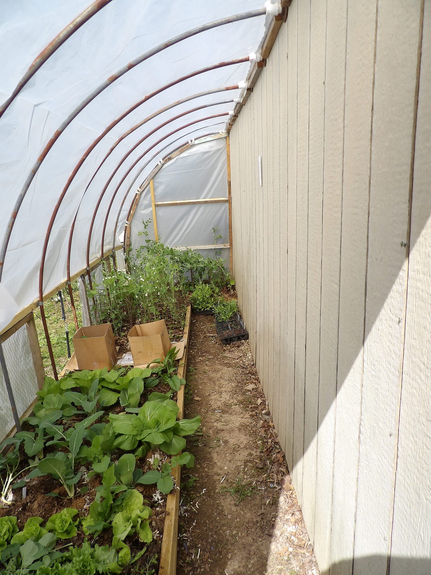 Greenhouse Full of Vegetable Plants