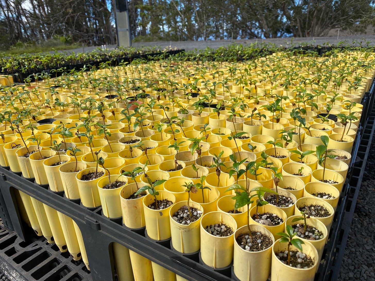Close-up of a thousand seedlings a couple inches high, each in its own yellow planting tube or dibble