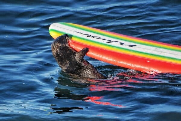 Sea otter 841 grips onto and bites a surfboard with red, yellow, green and white stripes and stylized letters that say “Wavestorm.”