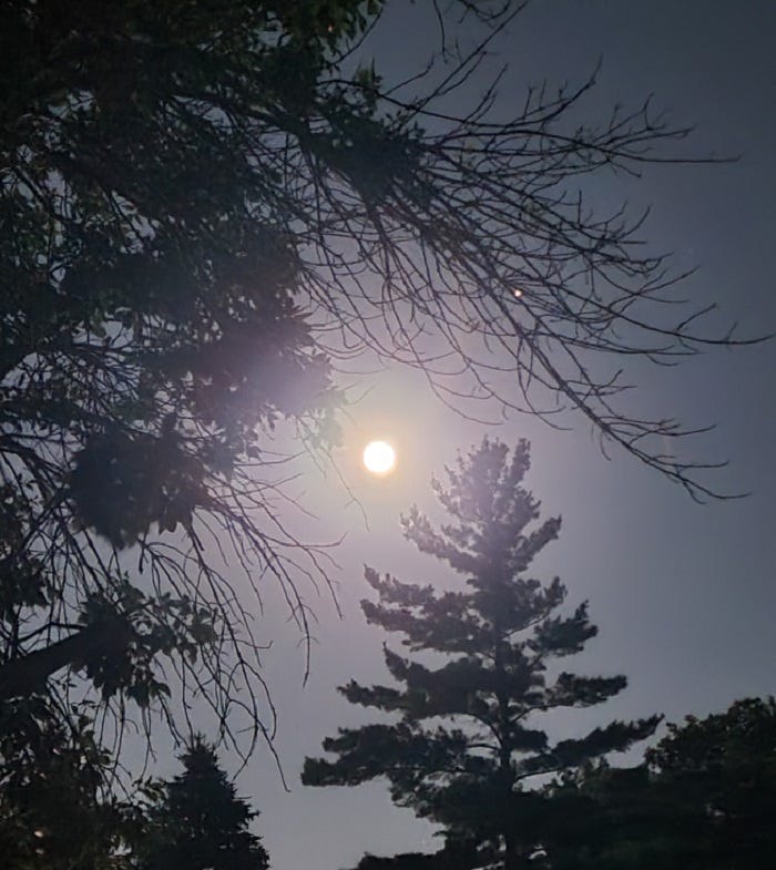 Bright moon shining behind trees