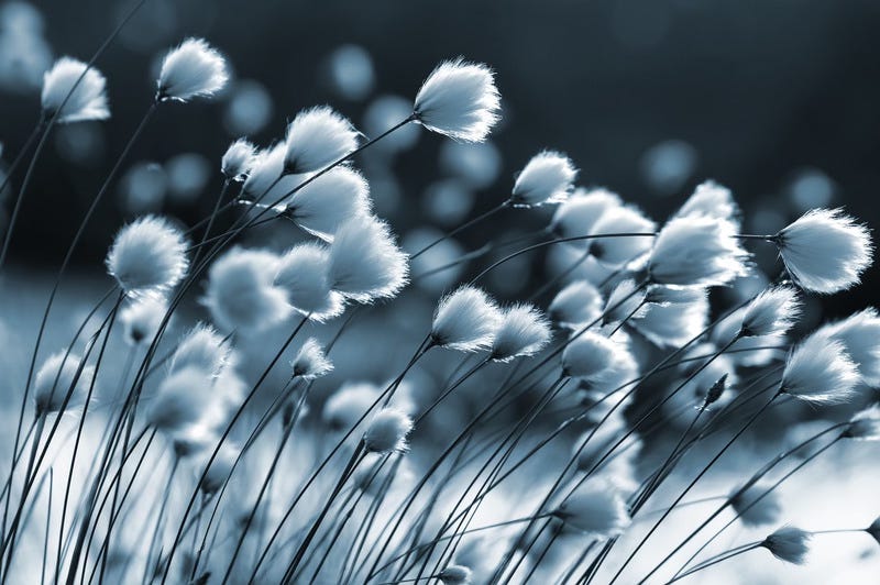 cotton grass blowing in the winds. it looks to be made of feathers, of fine threads, wisps. I want to paint my face with them.