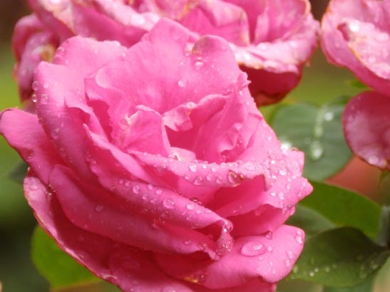 pink rose