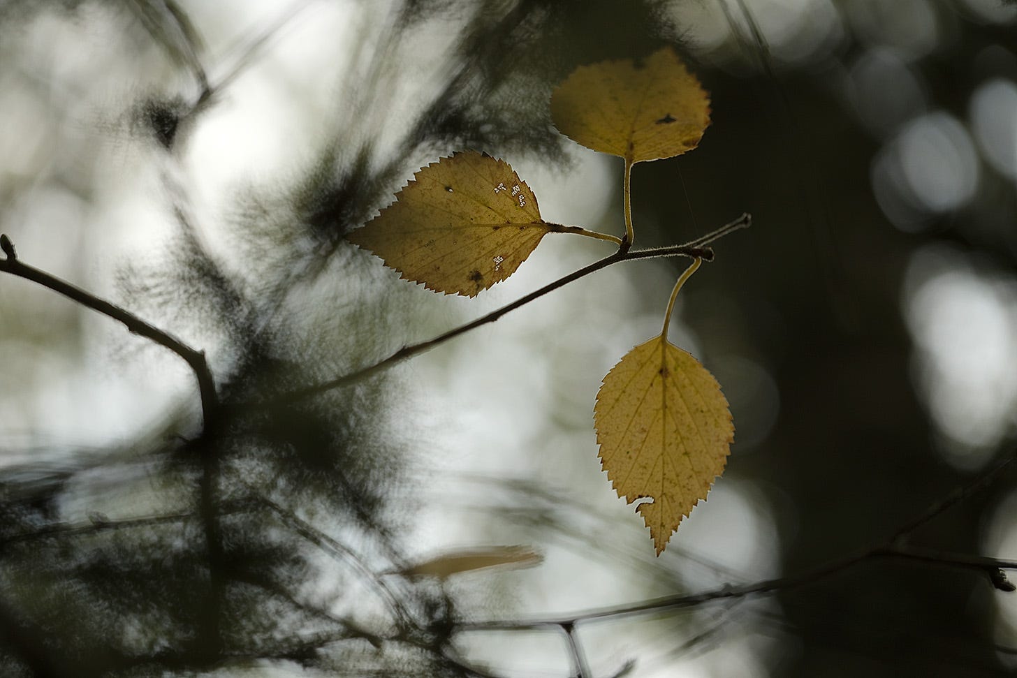 Three yellow birch leaves on a slender twig offset against the light and shadow of the canopy