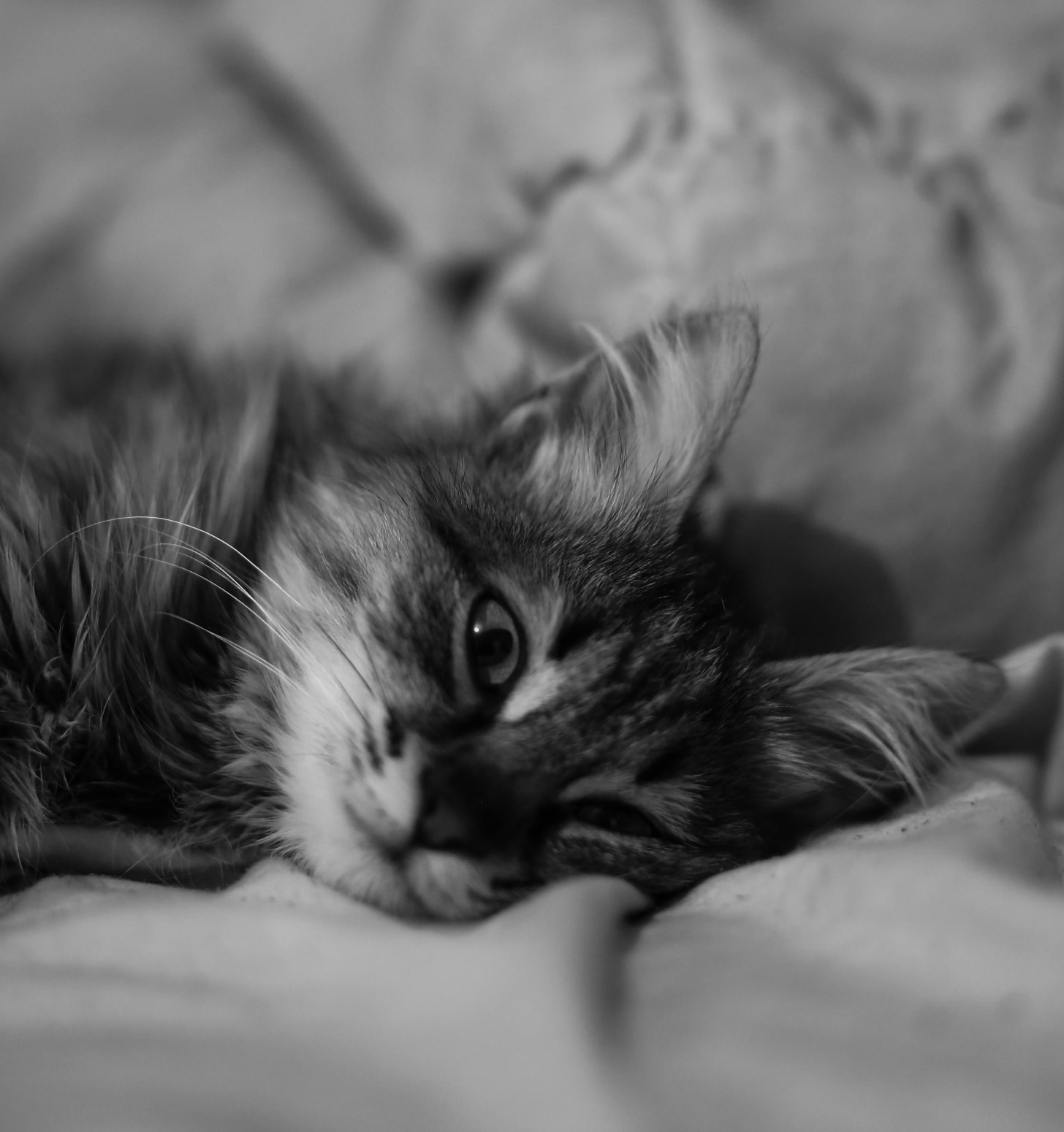 naughty cat in black in white lying in bed