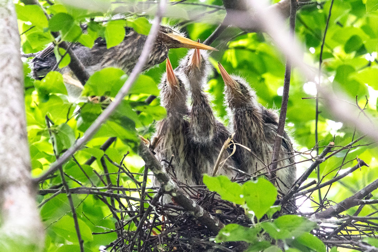 Four green heron fledglings—three standing together while the fourth perches above them—wait on their nest of sticks for a parent to bring something hapless, which they will eat with their sharp orange beaks