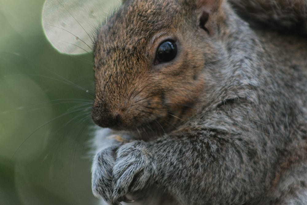 A close-up photo of a grey squirrel.
