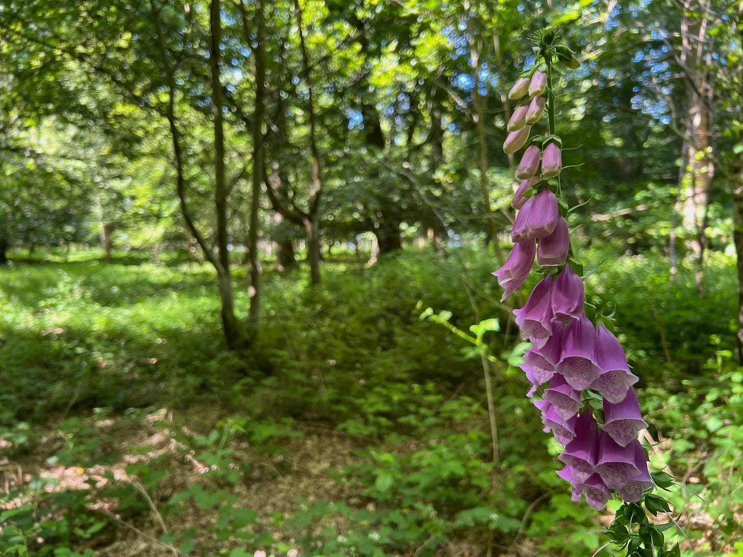 Photo by Author — a Fox Glove in the summer sun