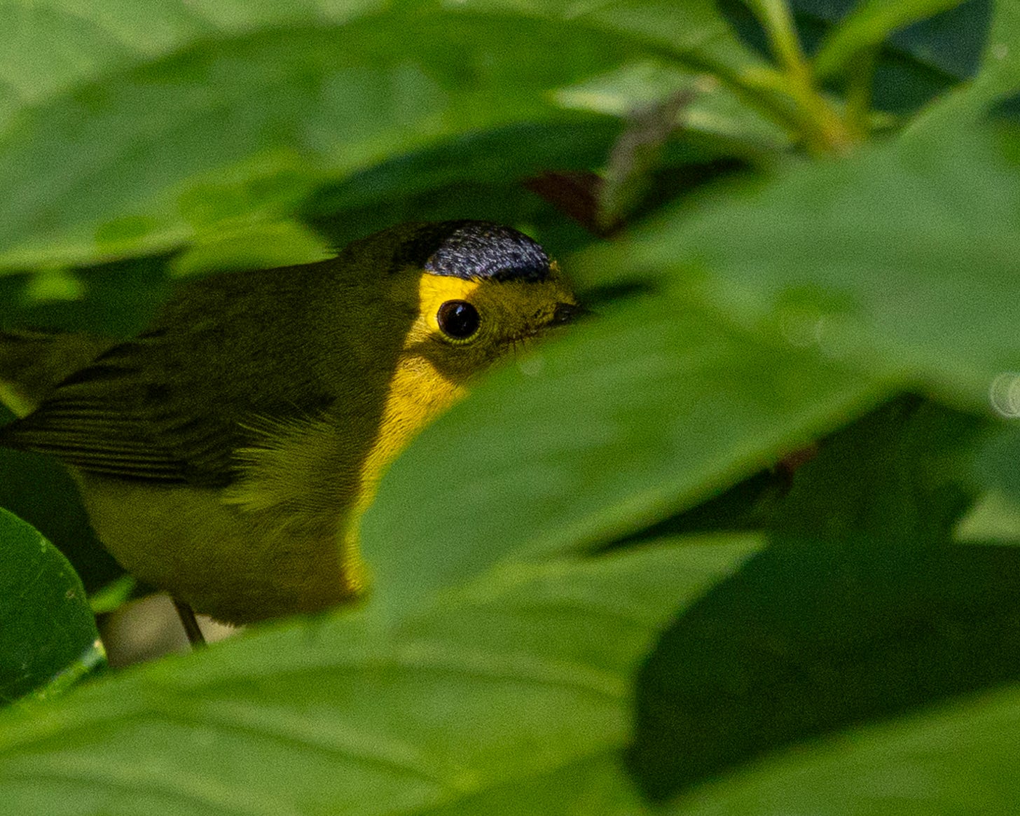 This wilson's warber peers out from behind bright green leaves. The bird is a light yellow with a black cap.