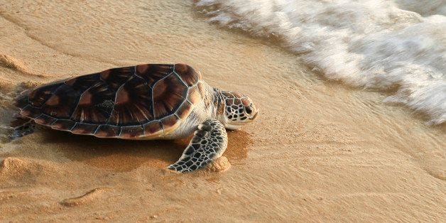 The Tale of the Land Turtle and the Sea Turtle -- How to Explain Divorce to  Young Children | HuffPost Life