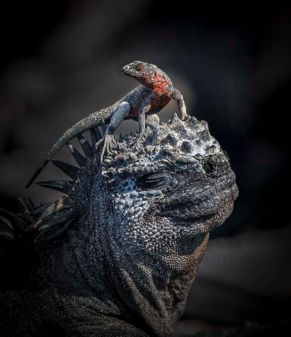 una iguana de Galápagos disfruta al sol con una lagartija de lava subida a su cabeza