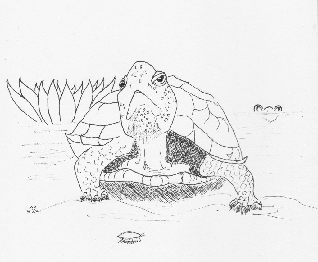 Tenacious Turtle