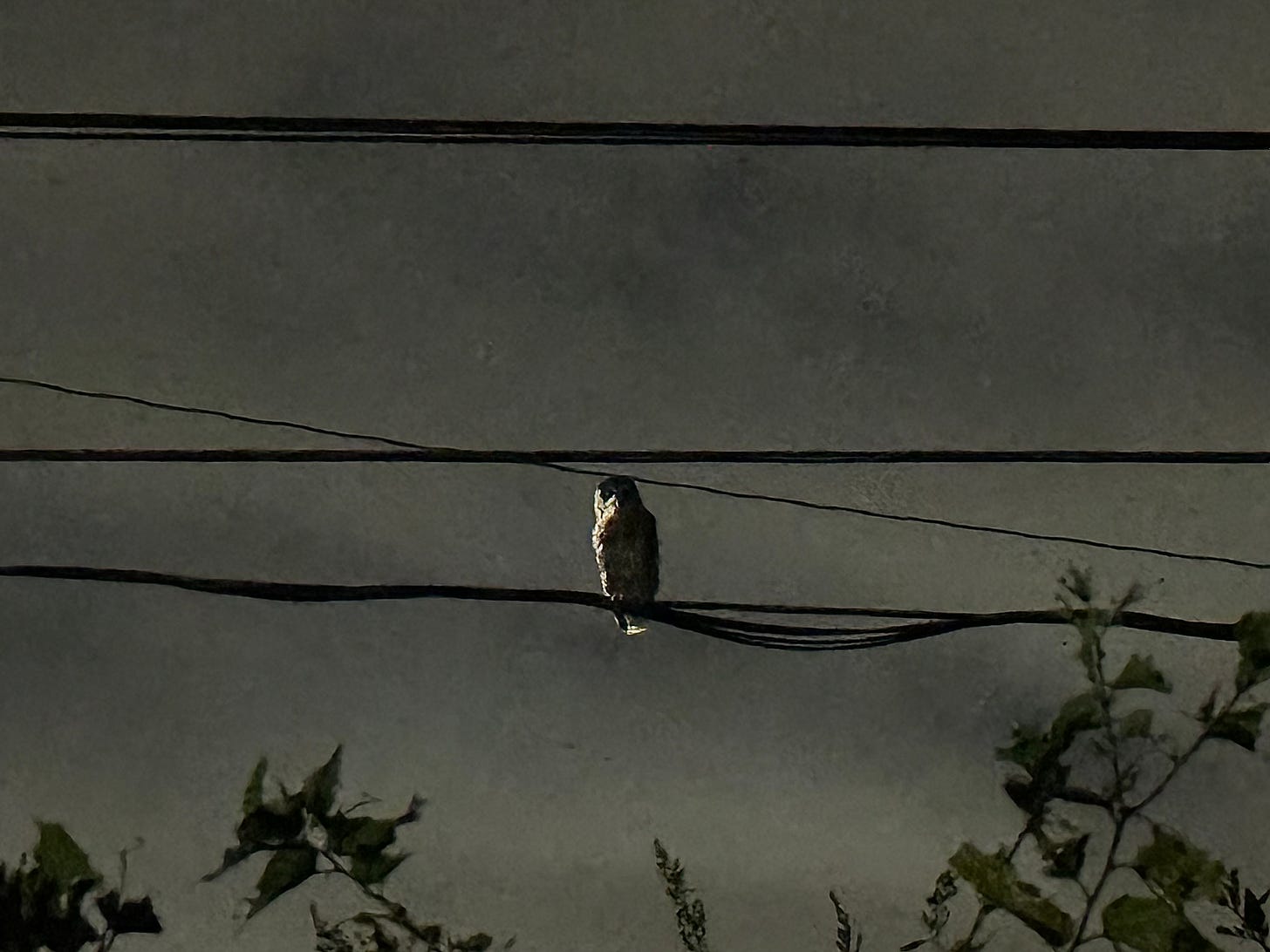 Barred owl on power line before sunup