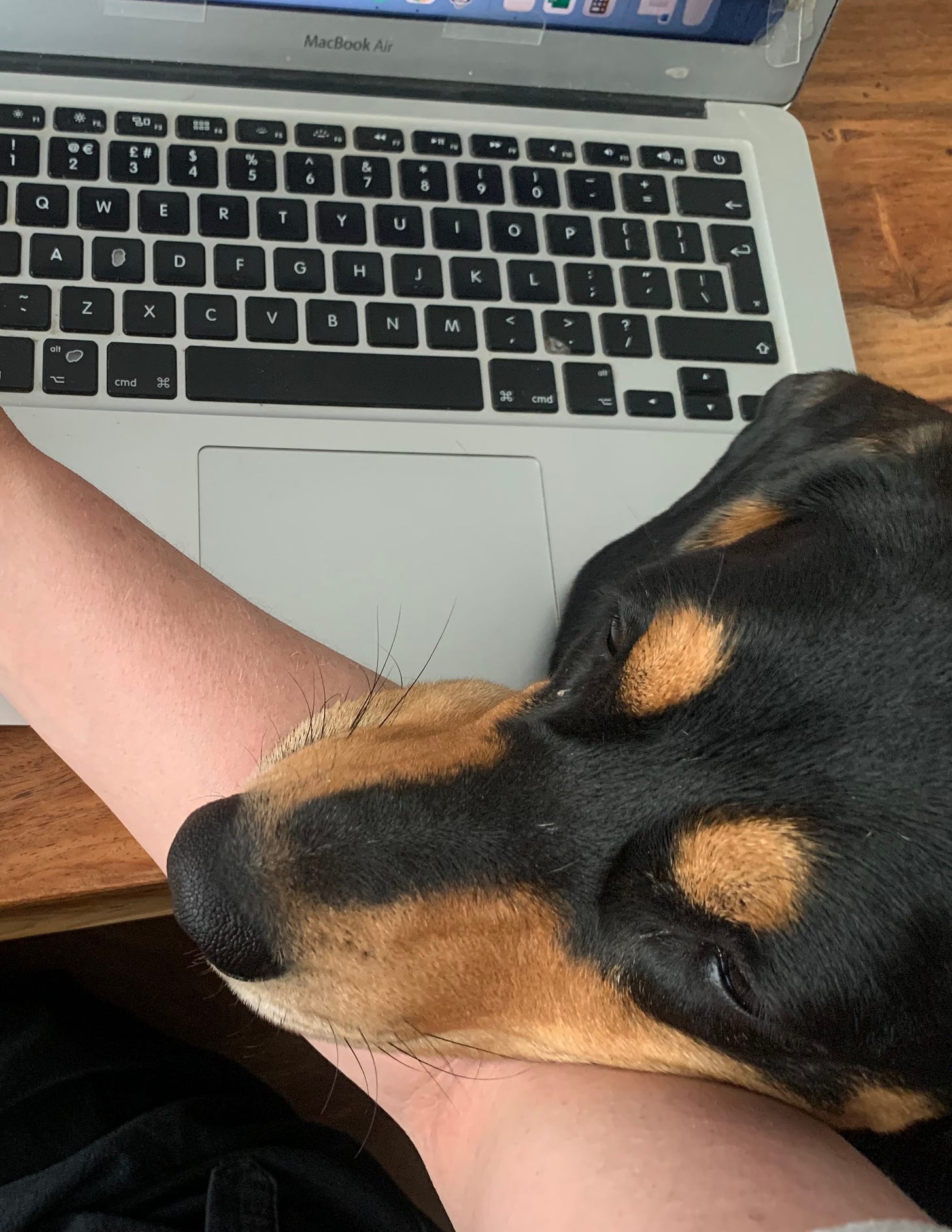 A photo of a white arm laying across a macbook laptop with a black and tan hound dog resting her snoot upon it