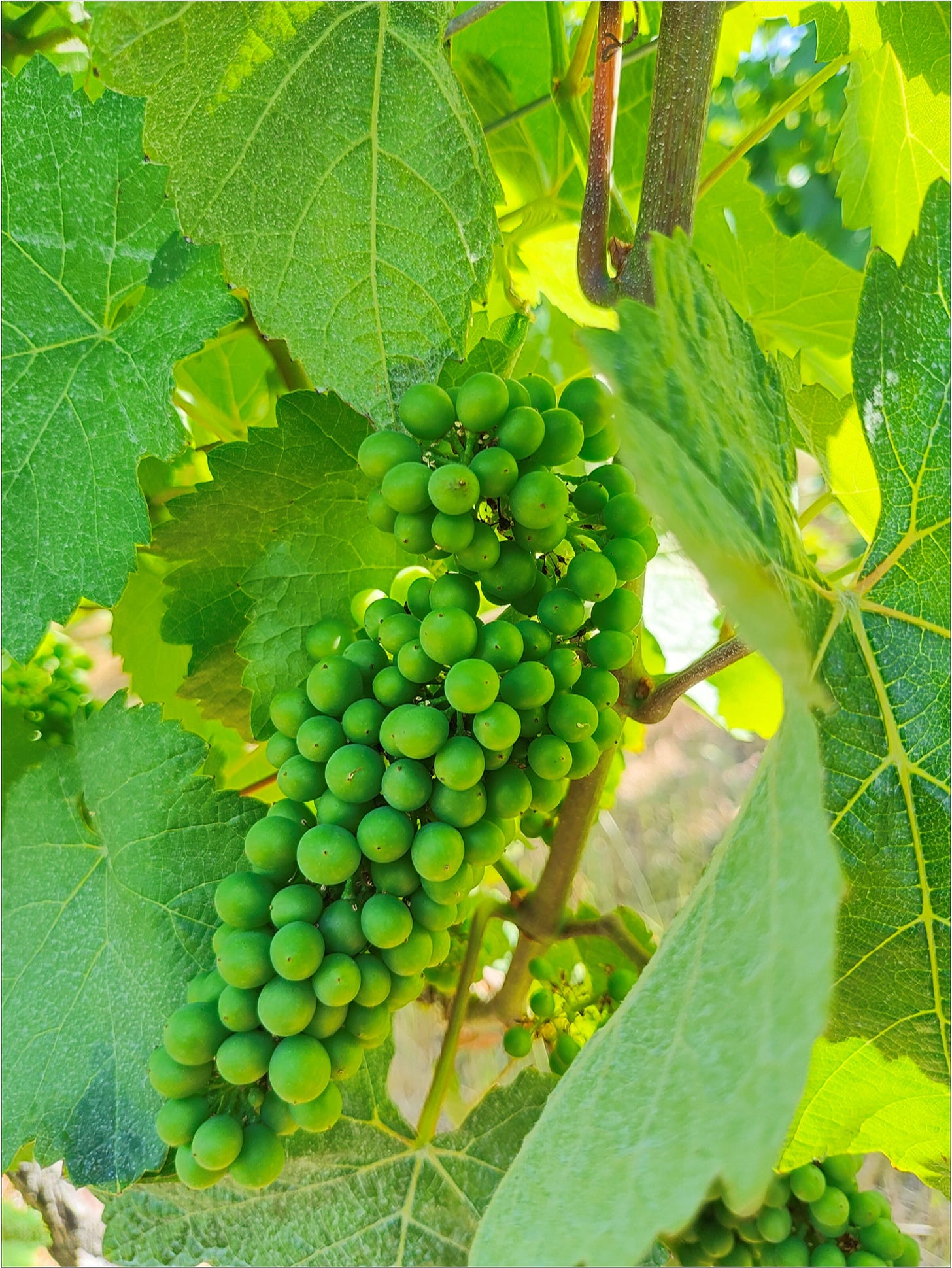 Wadenswil clone Pinot Noir, Vintage 2024 at Amalie Robert Estate.