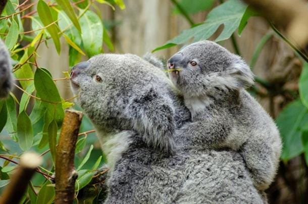 Una madre Koala y su bebé, un joey. (Dominio público)