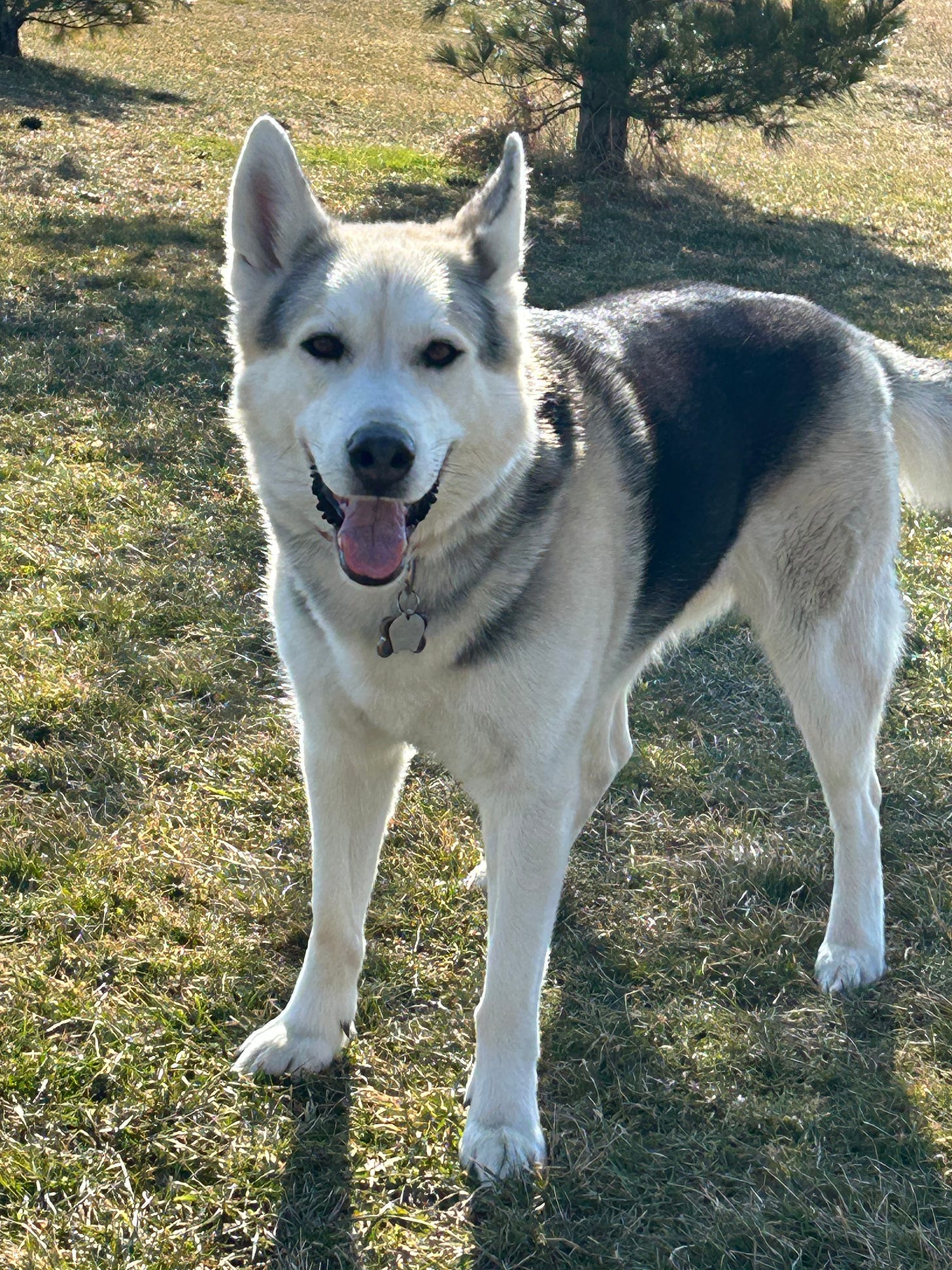 A black and white husky dog stands on green grass, in front of a pine tree, her tongue lolling out of her mouth.
