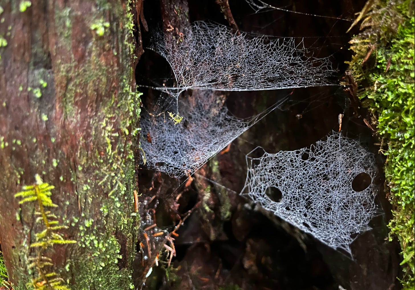 Dewy spider webs in a hollow log.
