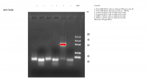 Josh Cedar GMO Images 4 (2)-2