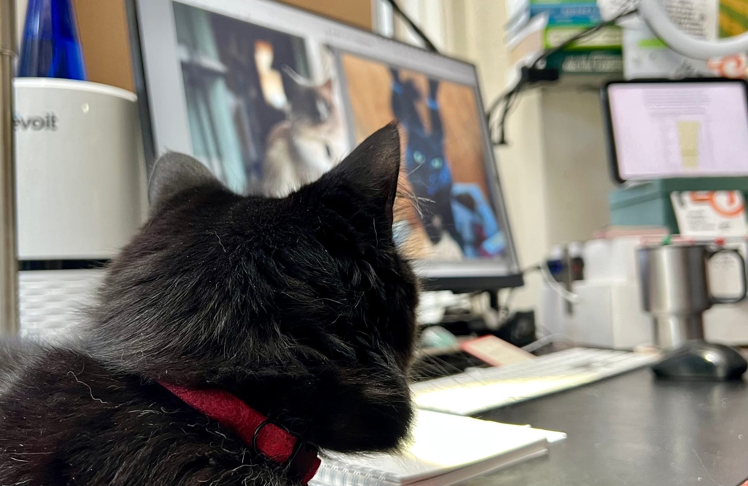 A black cat turns to notice photos of cats on a computer screen. Photo: Barbara Tien, all rights reserved.