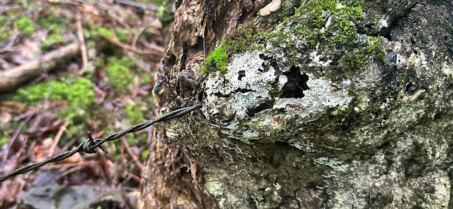 Barbed wire growing out of yellow birch tree