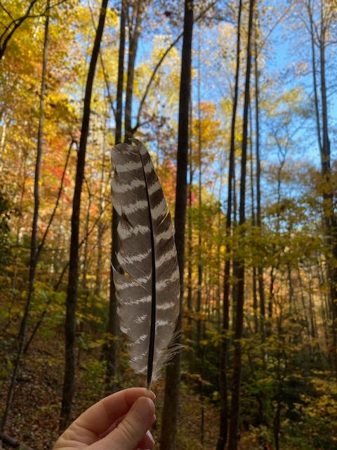 bird feather held up against fall leaves