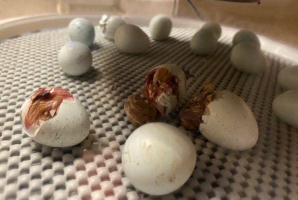 blue quail eggs hatching