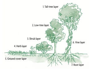 The Seven-Layer Forest Garden:Designing A Food Forest