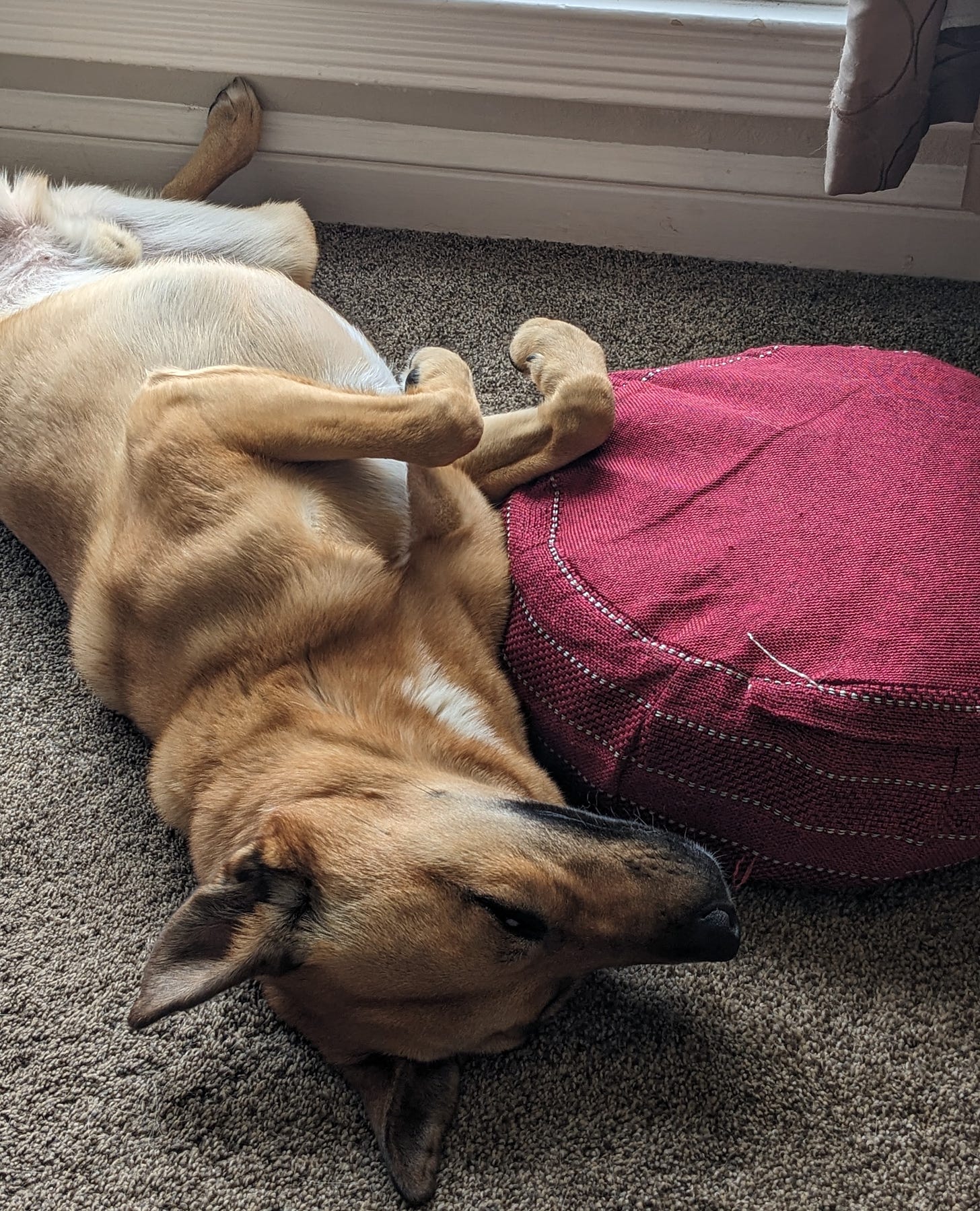 My dog laying upside down just next to my meditation cushion