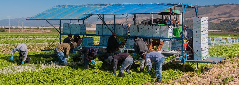 Migrant workers harvest Lettuce