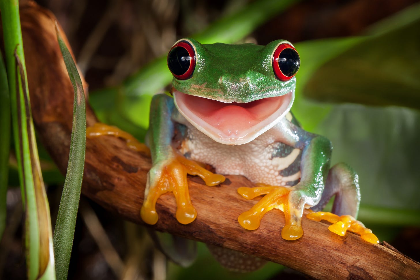 Smiling tree frog!