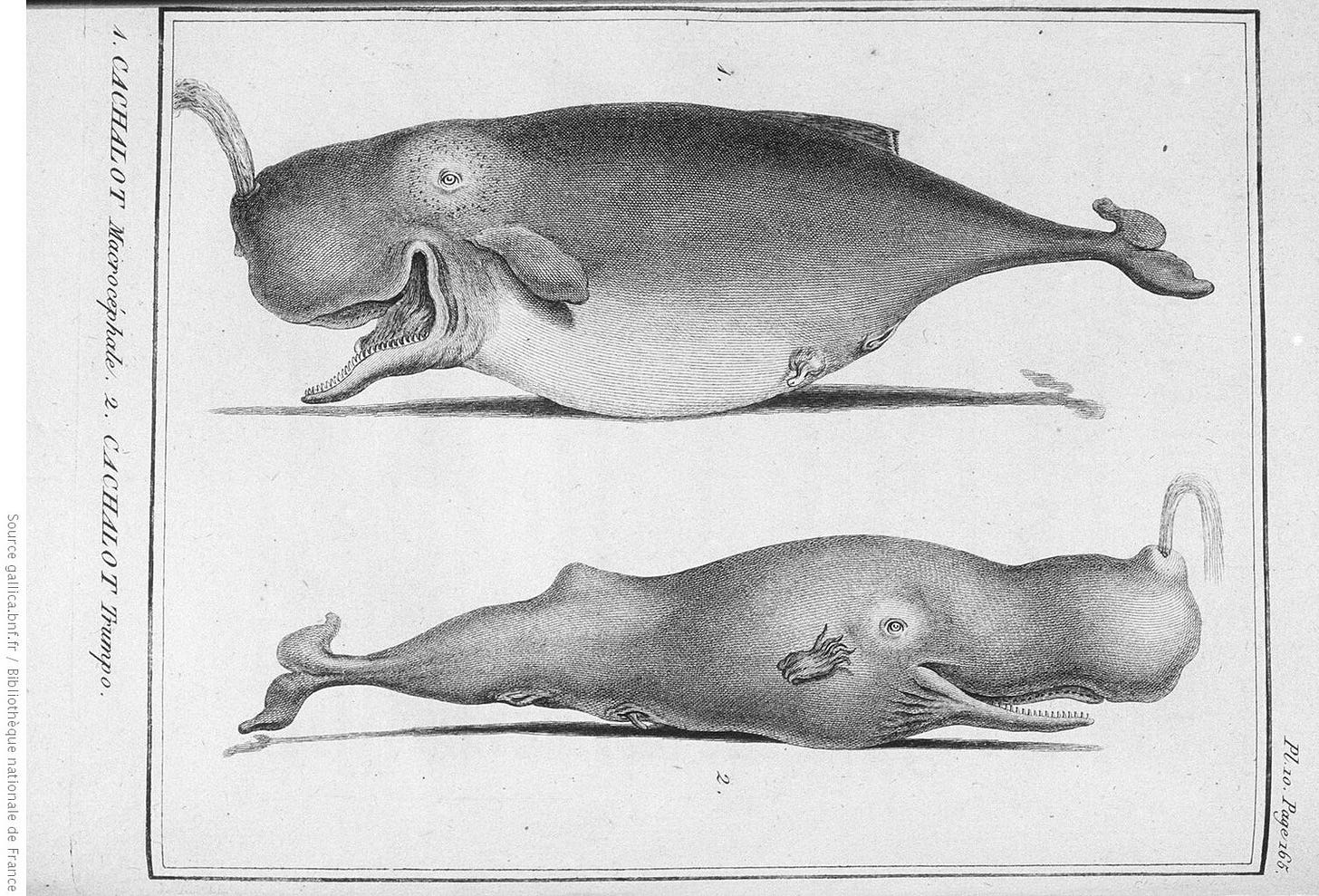 Illustration of sperm whales (erroneously depicted as two separate species) from Histoire Naturelle des Cétacées