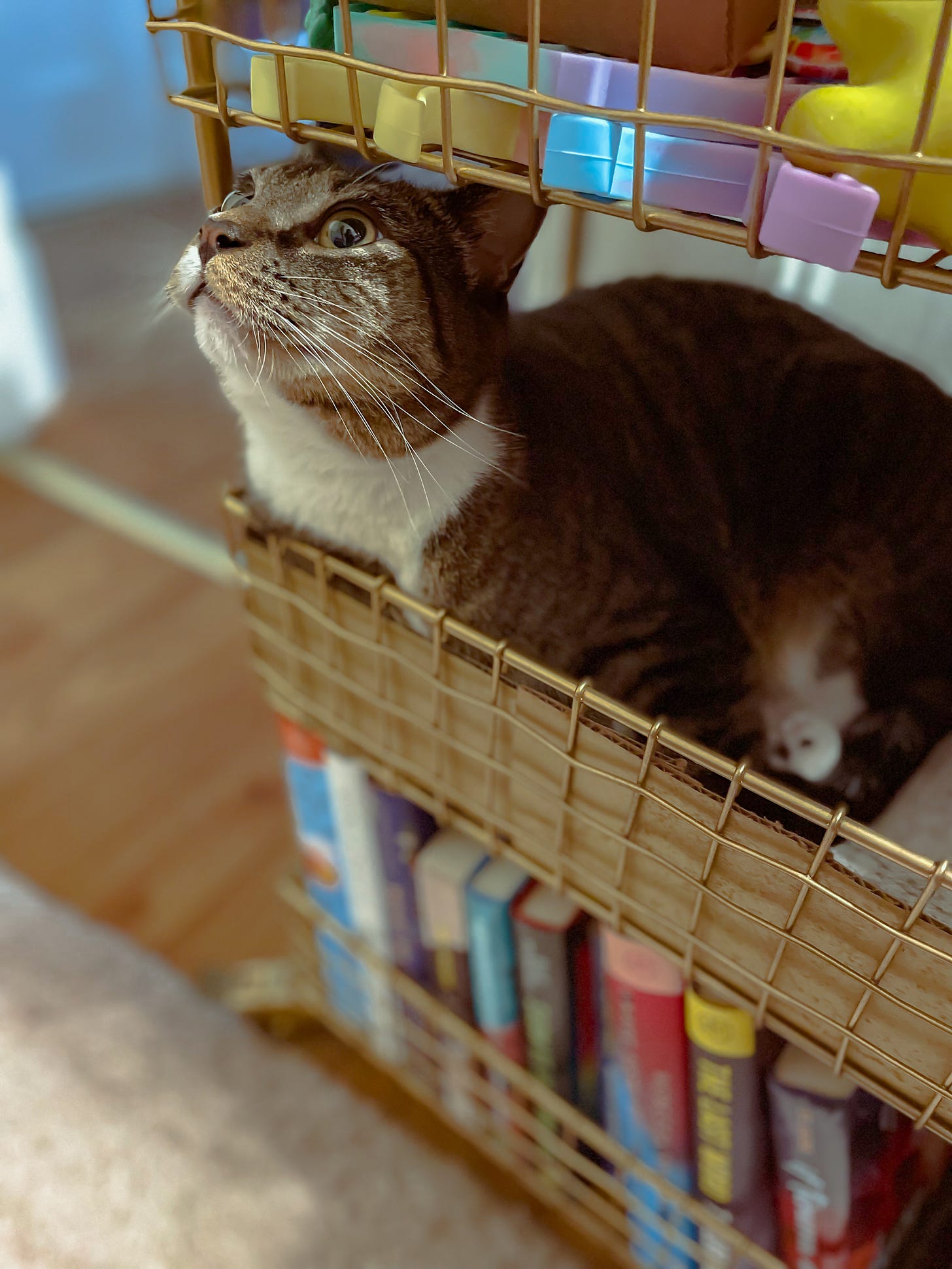 A grey, white and tan cat sits in the middle shelf of a metal book cart, looking up.