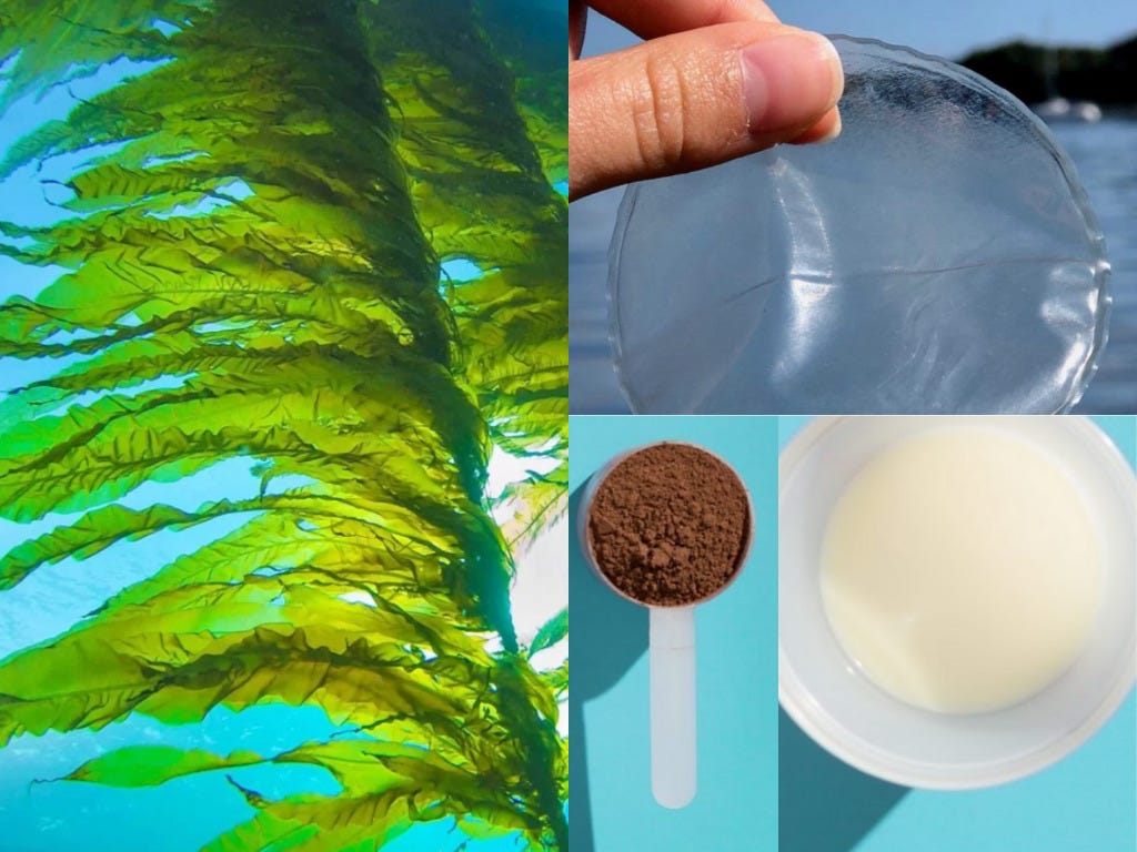 Oceanium Raises US$2.7M To Develop Seaweed For Packaging & Climate-Friendly  Food Ingredients