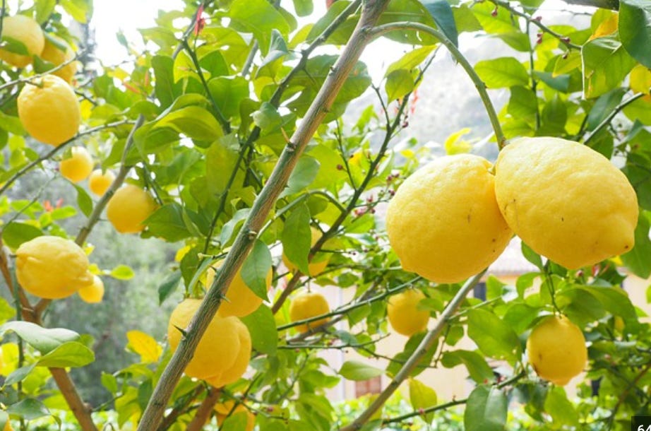 Lemons in a lemon tree with branches and green leaves