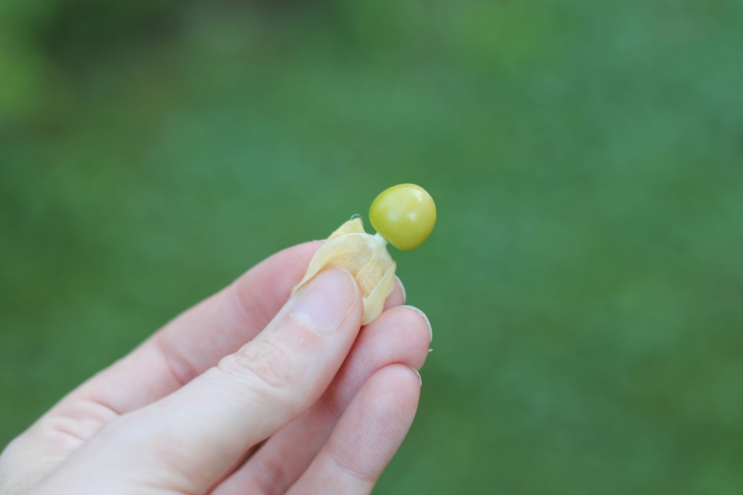 A white hand holds the paper husky attached to a yellow ground cherry against a blurred green background. 
