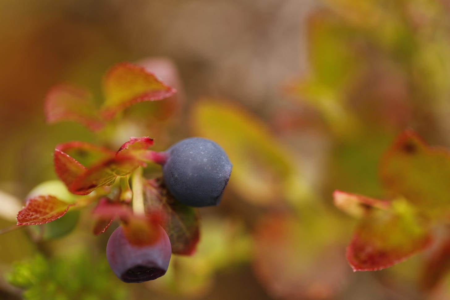 Close up of a single ripe blaeberry (Scotland), bilberry (England) - Vaccinium myrtillus. The purple fruit is offset against leaves that are assuming orange and red autumn tints even though it is early July