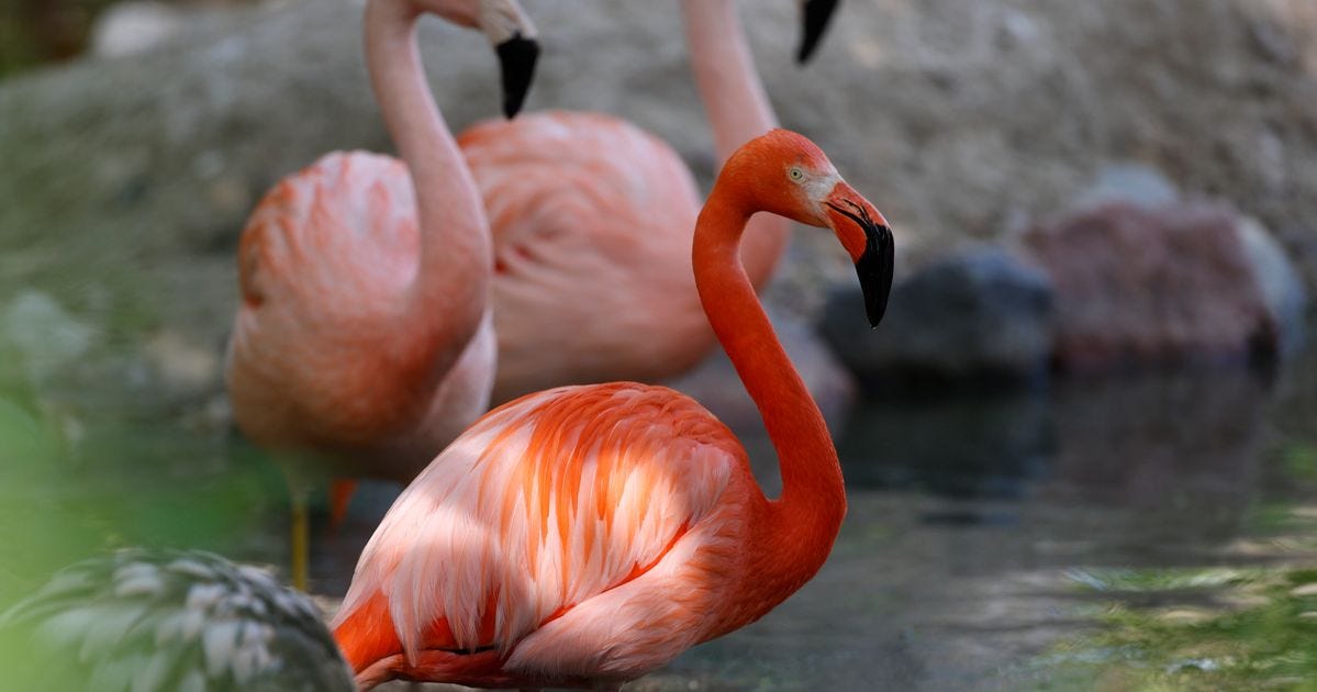 Famous Same-Sex Flamingo Couple Has 'Amicable' Breakup At Denver Zoo |  HuffPost Impact