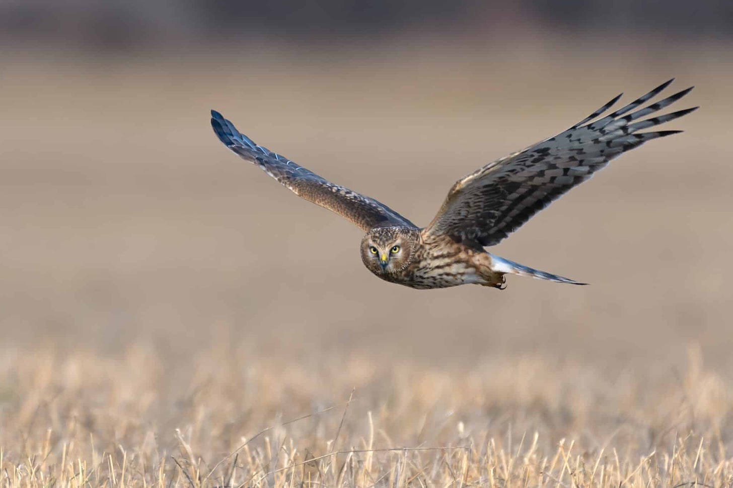 Hen Harrier