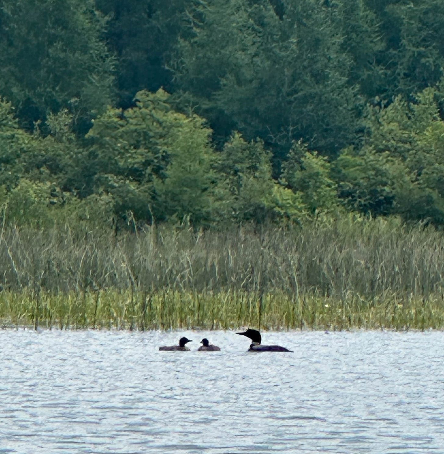 Loons on a lake, one adult and two babies.