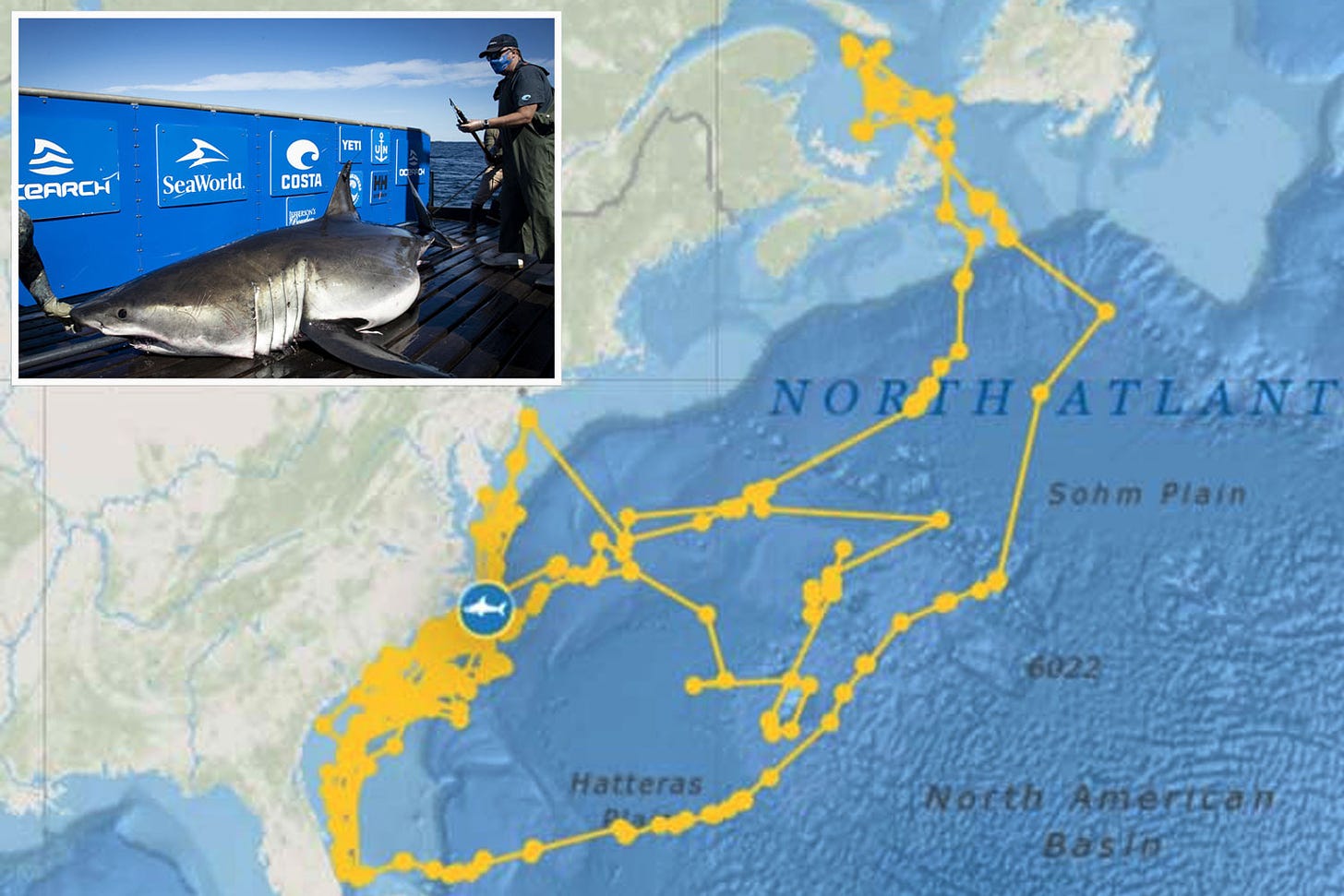 Breton the great white shark draws incredible 'self-portrait' with GPS  tracker while stalking the ocean | The Sun