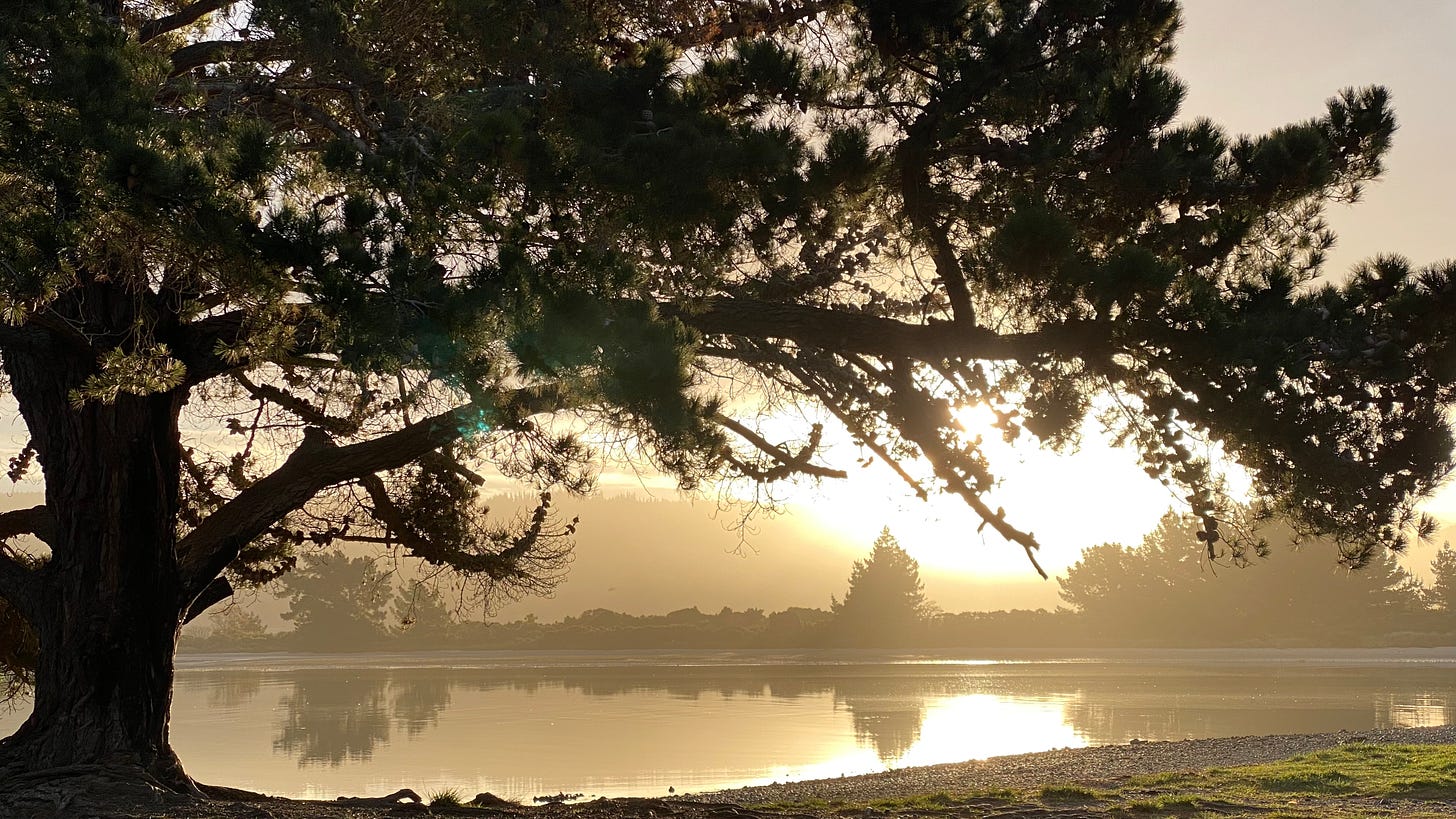 Large macrocarpa tree in silhouette against a misty golden sunset