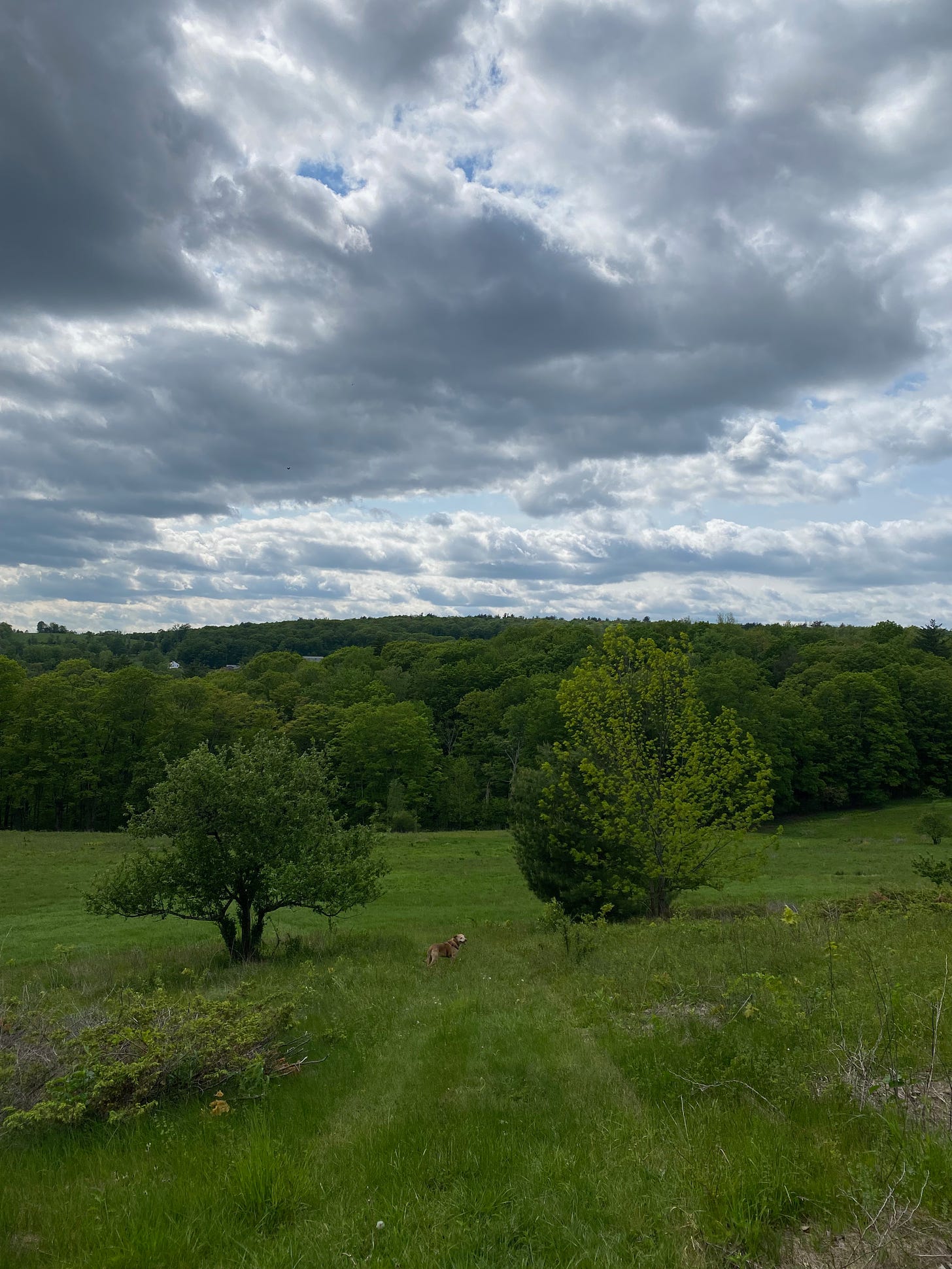 My brown dog stands on a bright green grassy hillside between two leafy trees; she is very small amidst the landscape. The sky is full of silver and white clouds.