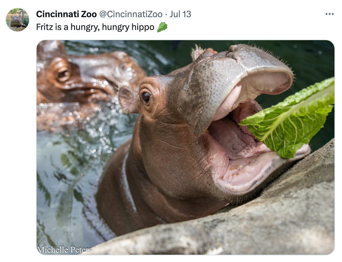 A tweet from @Cincinnati Zoo that says "Fritz is a hungry, hungry hippo" and features a picture of baby Fritz the hippo getting some lettuce. He is adorable!