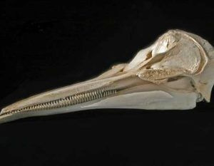 Northern right whale dolphin skull