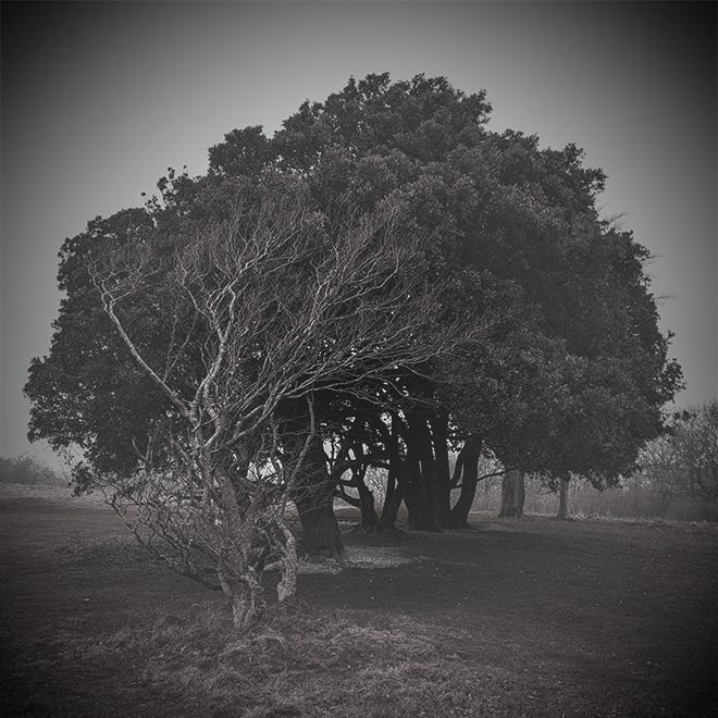 A sepia-style image of gnarled trees. Photograph by Mata Haggis-Burridge.