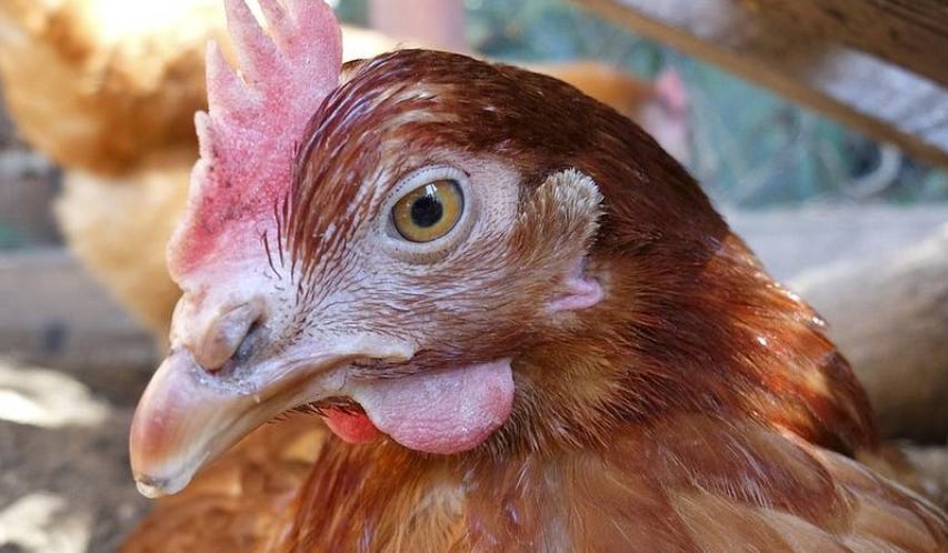 A colour photograph of a chicken's head. The chicken's beady eye is looking directly at the reader. The chicken's thoughts are unclear.